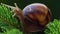 Crawling snail on the green leaves .