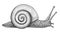 Crawling snail, ink hand drawn vintage illustration