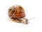 Crawling snail on white background