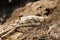 Crawling Tibetan wolf on the ground in the cage in Padmaja Naidu Himalayan Zoological Park at Darjeeling, India