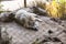 Crawling Tibetan wolf on the ground in the cage in Padmaja Naidu Himalayan Zoological Park at Darjeeling, India