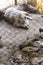 Crawling Tibetan wolf on the ground in the cage in Padmaja Naidu Himalayan Zoological Park at Darjeeling, India