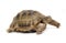 Crawling tortoise isolated