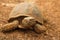 Crawling tortoise in the nature at the zoo