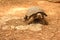 Crawling tortoise in the nature at the zoo