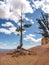 Crawling Tree at Bryce Canyon National Park in Utah