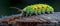 Crawling Yellowgreen Caterpillar on a Stump. Concept Macro Photography, Insect Close-up, Nature
