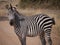 Crawshay\'s zebra