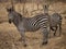 Crawshay\'s zebra