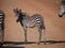 Crawshay\'s zebra