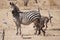 Crawshay\'s zebra and its foal