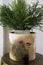 Cray green plant pot and flower bottle