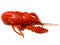 Crayfish