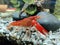 crayfish in an aquarium, dancing sea shrimp, home aquarium, Red crayfish in the aquarium