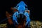 Crayfish blue in the aquarium