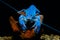 Crayfish blue crayfish blue in the aquarium