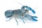 crayfish cherax destructor,Yabbie Crayfish isolate