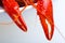 Crayfish claws