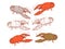 crayfish crawfish crawfish png image design illustration sketch vector river seafood sea orange green gray line art