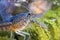 Crayfish on green water plant