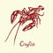 Crayfish, with inscription, hand drawn doodle