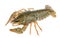 Crayfish isolated