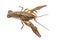 Crayfish isolated on the white background