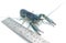 Crayfish with a measuring ruler