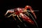 Crayfish Procambarus Clarkii Ghost