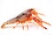 Crayfish Procambarus Clarkii Ghost