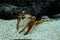 Crayfish Procambarus clarkii ghost in the aquarium