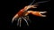 Crayfish procambarus clarkii ghost, raising freshwater aquarium