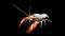 Crayfish procambarus clarkii ghost, raising freshwater aquarium