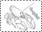 Crayfish In Sea Coloring Pages Drawing For Kids