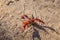 Crayfish, on the shore of a lake