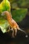 Crayfish under water with air bubbles