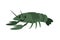 Crayfish. Vector delicacy river lobster, langoustine or spiny lobster or crustacean delicacies isolated