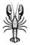 Crayfish vector detailed monochrome illustration