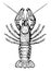 Crayfish, vintage illustration