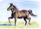 Crayon illustration,Horses on the prairie