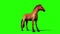 Crazed Brown Horse Loop Animals Green Screen 3D Rendering Animation