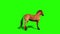 Crazed Brown Horse Loop Animals Green Screen Side 3D Rendering Animation