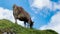 Crazing cow in the mountain, summer season