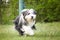 Crazy bearded collie is running in nature.