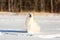 Crazy beige Russian borzoi dog running fast on the snow in the winter field