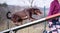 Crazy brown border collie is running in agility park on dog see-saw