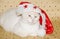 Crazy cat with santa claus hat