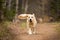 Crazy, cute and funny dog breed golden retriever running in the forest and has fun at sunset