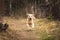 Crazy, cute and happy dog breed golden retriever running in the forest and has fun at sunset