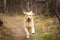 Crazy, cute and happy dog breed golden retriever running in the forest and has fun at sunset